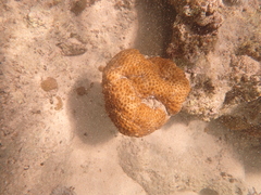 Palythoa tuberculosa