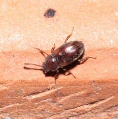 Cryptophagidae