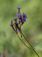 Lavandula canariensis image