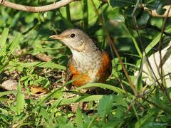 Turdus hortulorum