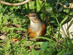 Turdus hortulorum