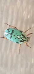 Eupoecila inscripta