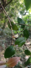 Eugenia uniflora