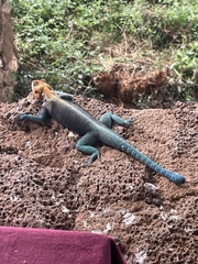 Agama lionotus