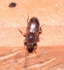 Cryptophagidae