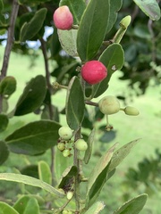 Mystroxylon aethiopicum