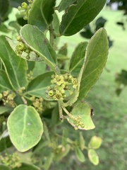 Mystroxylon aethiopicum