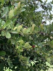 Mystroxylon aethiopicum