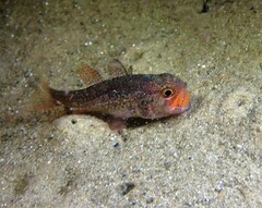 Vincentia novaehollandiae