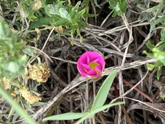 Oxalis obliquifolia