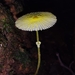 Leucocoprinus fragilissimus - Photo (c) machadomichel,  זכויות יוצרים חלקיות (CC BY-NC)
