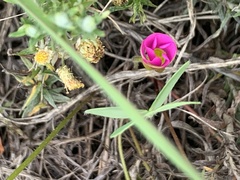 Oxalis obliquifolia