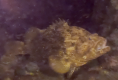 Epinephelus lanceolatus