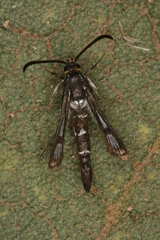 Chamaesphecia guenter