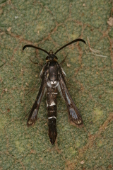 Chamaesphecia guenter