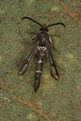 Chamaesphecia guenter