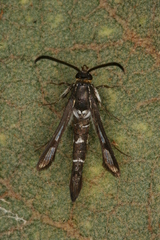 Chamaesphecia guenter