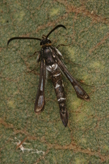 Chamaesphecia guenter