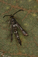 Chamaesphecia guenter