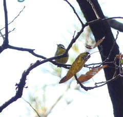 Periparus venustulus