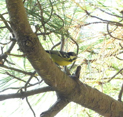 Periparus venustulus