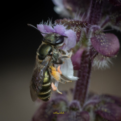Lipotriches flavoviridis