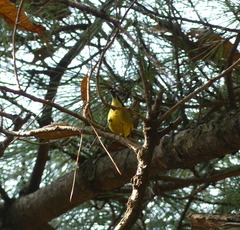 Periparus venustulus