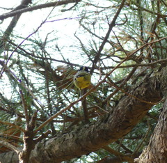 Periparus venustulus