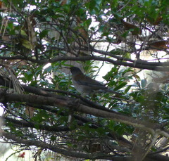 Turdus pallidus