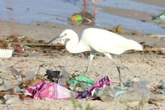 Egretta garzetta garzetta