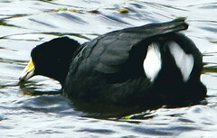 Fulica americana columbiana