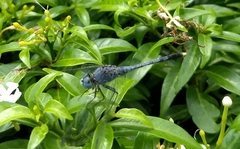 Diplacodes trivialis