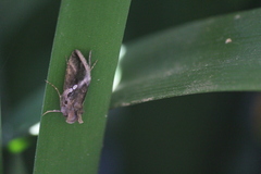 Chrysodeixis eriosoma