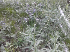 Cirsium serratuloides