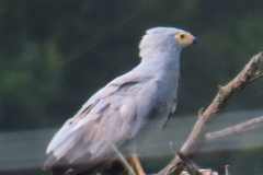 Polyboroides typus typus