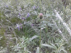 Cirsium serratuloides