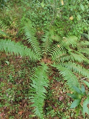 Dryopteris wallichiana