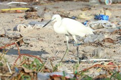 Egretta garzetta garzetta