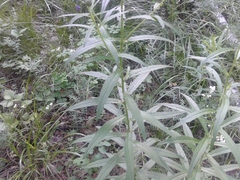 Cirsium serratuloides