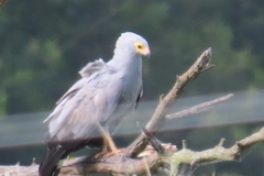 Polyboroides typus typus