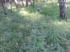 Cirsium serratuloides