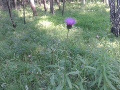 Cirsium serratuloides
