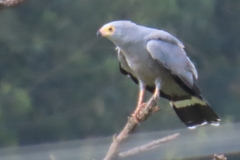 Polyboroides typus typus