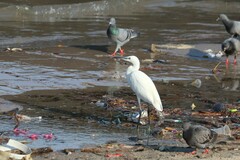 Egretta garzetta garzetta