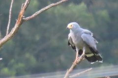 Polyboroides typus typus