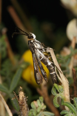 Chamaesphecia guenter