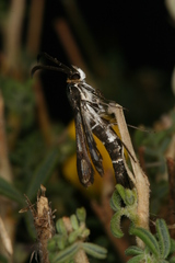 Chamaesphecia guenter