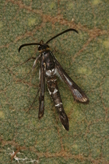 Chamaesphecia guenter