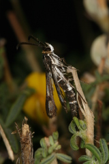 Chamaesphecia guenter