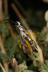 Chamaesphecia guenter